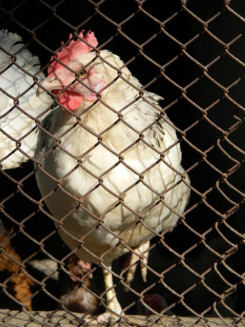 在日职联赛 在日职联赛