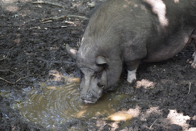 有眾多頗具 有眾多頗具
